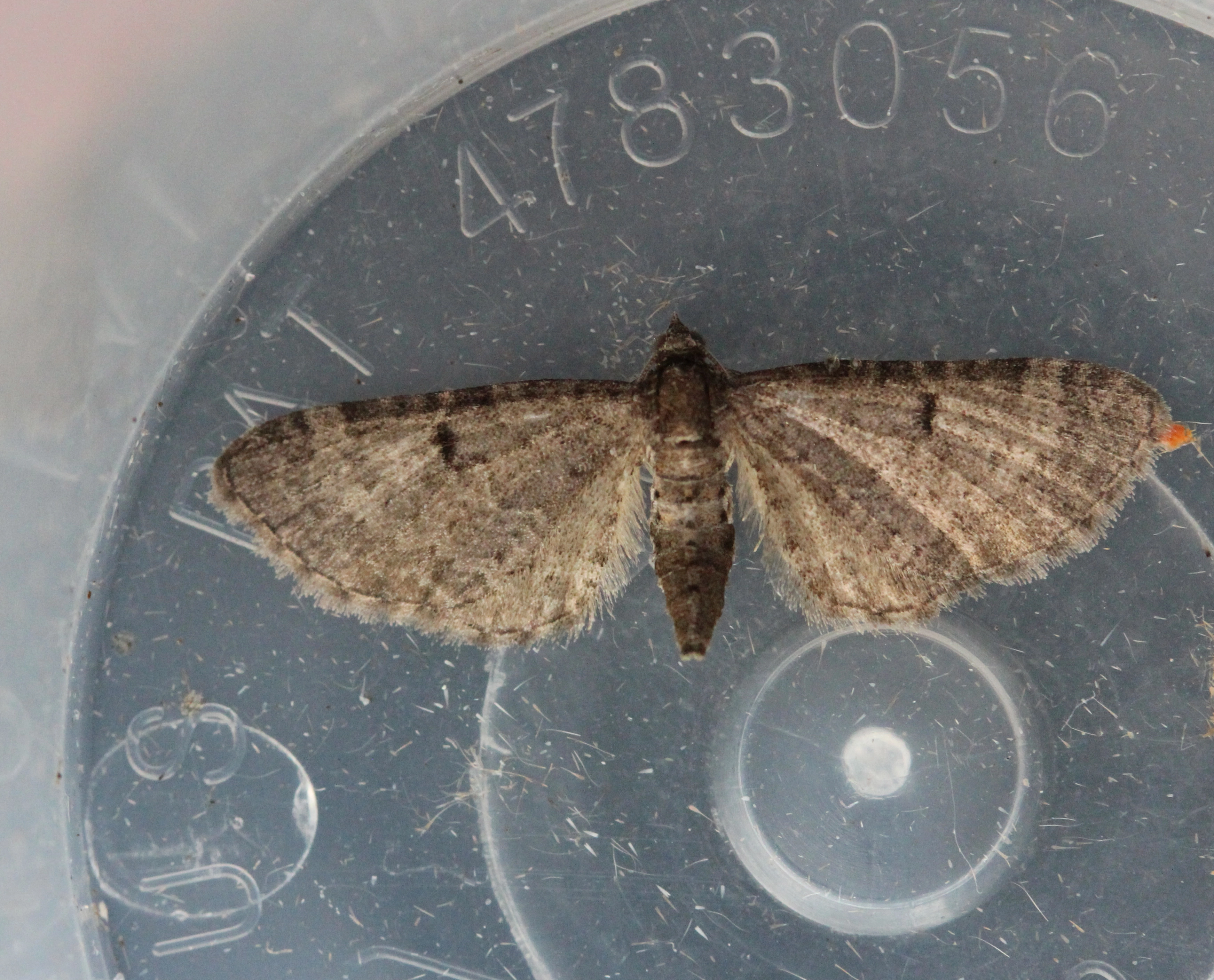 IMG_2237aEppedwergspanner – Eupithecia selinata DirkDeMesel naamsvermelding 30 05 2014 Belgie.jpg